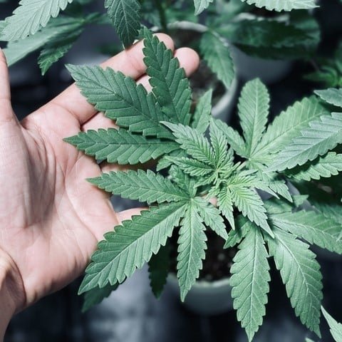 ANANDA001 - Imagen 3