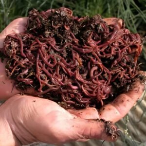 Núcleo de lombrices californianas