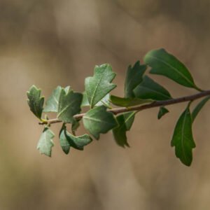 Semillas Moradillo x10