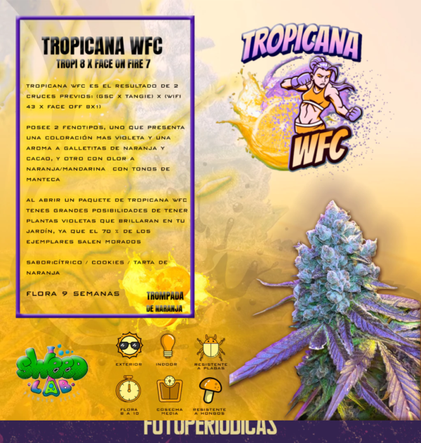 TROPICANA WFC - Imagen 2